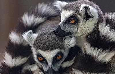 《旁观者3》宣布将修正中文本地化内容 近日上线